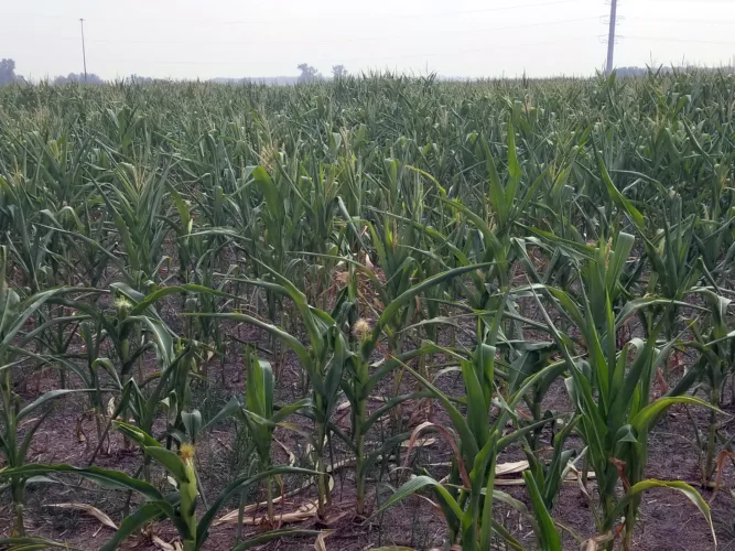 Forage Matters: Covering your bases in dry weather